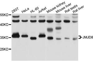 Western blot analysis of extracts of various cell lines, using JMJD8 antibody (ABIN5998016) at 1/1000 dilution. (JMJD8 anticorps)