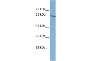 Host:  Rabbit  Target Name:  NOBOX  Sample Type:  HT1080 Whole Cell lysates  Antibody Dilution:  1. (NOBOX anticorps  (N-Term))