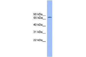 WB Suggested Anti-POU2F1 Antibody Titration:  0. (POU2F1 anticorps  (N-Term))