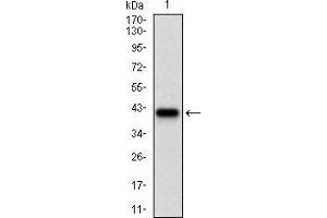 Fig. (CD36 anticorps  (AA 30-130))