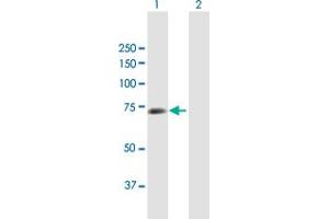 Western Blot analysis of CSTF2 expression in transfected 293T cell line by CSTF2 MaxPab polyclonal antibody. (CSTF2 anticorps  (AA 1-577))