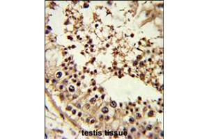 Formalin-fixed and paraffin-embedded human testis tissue reacted with TBP Antibody , which was peroxidase-conjugated to the secondary antibody, followed by DAB staining. (TBP anticorps  (AA 210-239))