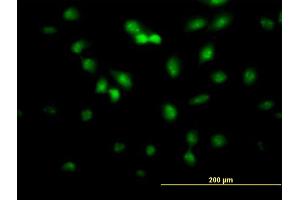 Immunofluorescence of monoclonal antibody to FLI1 on HeLa cell. (FLI1 anticorps  (AA 1-452))