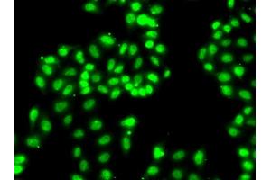 Immunofluorescence analysis of  cells using hnRNP  antibody (2446). (HNRNPA1 anticorps  (AA 1-140))