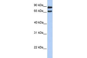 WB Suggested Anti-C9orf117 Antibody Titration: 0. (C9orf117 anticorps  (N-Term))