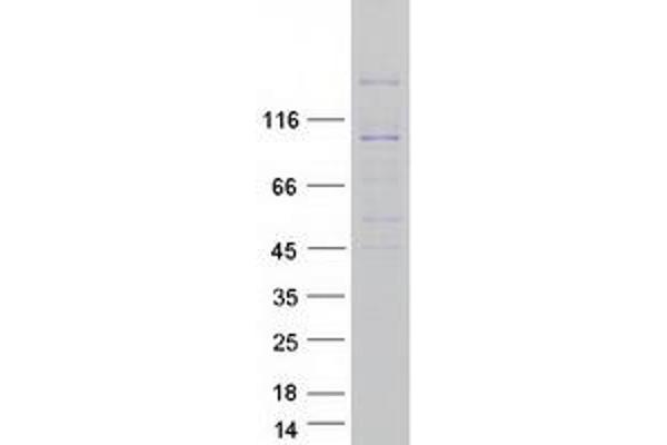 PTPRK Protein (Transcript Variant 1) (Myc-DYKDDDDK Tag)