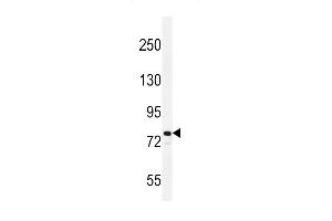 Western blot analysis in NCI-H460 cell line lysates (35ug/lane). (ATRX anticorps  (C-Term))