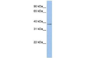 Mesothelin antibody used at 1 ug/ml to detect target protein. (Mesothelin anticorps  (Middle Region))