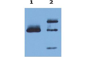 Immunoprecipitation (IP) image for anti-HLA Class I Histocompatibility Antigen, alpha Chain G (HLAG) antibody (PE) (ABIN94373)