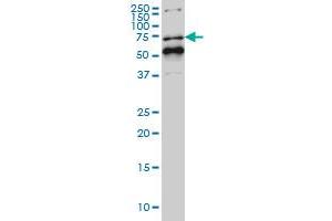 Western Blotting (WB) image for anti-Nuclear Receptor Subfamily 1, Group D, Member 1 (NR1D1) (AA 1-614) antibody (ABIN564127)