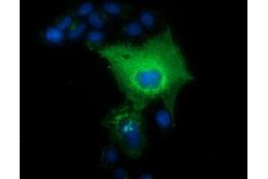 Anti-L1CAM mouse monoclonal antibody (ABIN2453222) immunofluorescent staining of COS7 cells transiently transfected by pCMV6-ENTRY L1CAM (RC211601). (L1CAM anticorps)