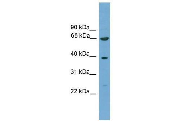 KLHL20 anticorps  (C-Term)