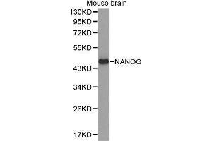 Western Blotting (WB) image for anti-Nanog Homeobox (NANOG) (AA 1-100) antibody (ABIN6220166) (Nanog anticorps  (AA 1-100))