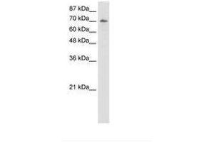 Image no. 1 for anti-Interleukin enhancer-binding factor 3 (ILF3) (C-Term) antibody (ABIN202945) (Interleukin enhancer-binding factor 3 (ILF3) (C-Term) anticorps)