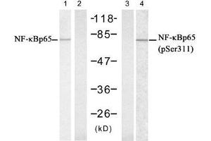 Western blot analysis of extract from Hela cells untreated or treated with IFN, using NFκB-p65 (Ab-311) antibody (E021252, Lane 1 and 2) and NFκB-p65 (phospho-Ser311) antibody (E011260, Lane 3 and 4). (NF-kB p65 anticorps  (pSer311))