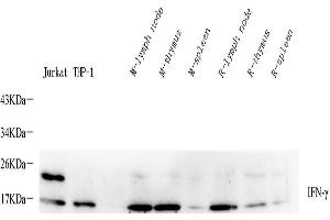 Western Blot analysis of various samples using IFNG Polyclonal Antibody at dilution of 1:400. (Interferon gamma anticorps)