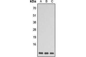 Western blot analysis of GNG5 expression in HEK293T (A), Raw264. (GNG5 anticorps  (N-Term))