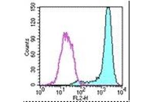 Image no. 1 for anti-Fc Fragment of IgE Receptor Ia (FCER1A) antibody (Biotin) (ABIN475080) (Fc epsilon RI/FCER1A anticorps  (Biotin))