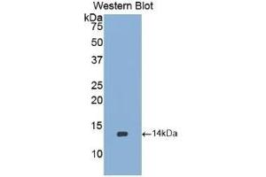 Detection of Recombinant BMP2, Rabbit using Polyclonal Antibody to Bone Morphogenetic Protein 2 (BMP2) (BMP2 anticorps  (AA 284-388))