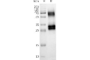 WB analysis of Human OR8U8-Nanodisc with anti-Flag monoclonal antibody at 1/5000 dilution, followed by Goat Anti-Rabbit IgG HRP at 1/5000 dilution (Olfactory Receptor, Family 8, Subfamily U, Member 8 (OR8U8) Protéine)