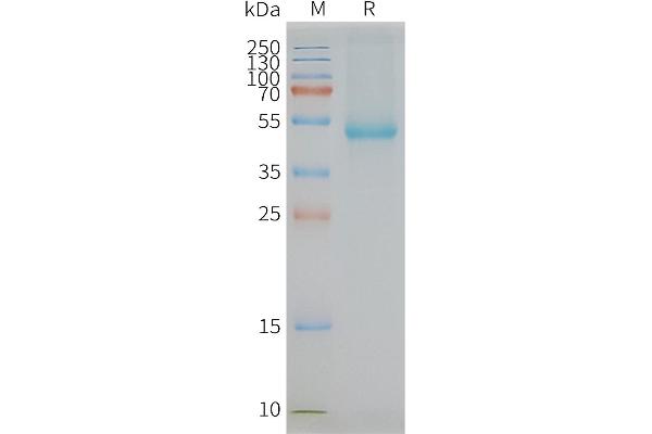 SLC7A11 Protéine