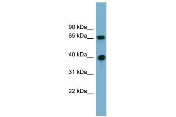 Cyclin J anticorps  (N-Term)