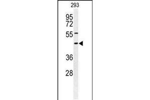 Western blot analysis of STX1A Antibody in 293 cell line lysates (35ug/lane) (STX1A anticorps  (N-Term))