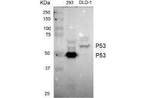 Western blot analysis of extracts from 293 cells and DLD-1 cells using TP53 antibody (1:1000). (p53 anticorps)