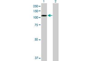 Western Blot analysis of SNX19 expression in transfected 293T cell line by SNX19 MaxPab polyclonal antibody. (SNX19 anticorps  (AA 1-803))