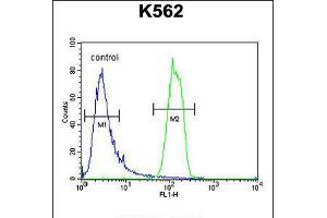 Flow cytometric analysis of K562 cells (right histogram) compared to a negative control cell (left histogram). (OR2M3 anticorps  (C-Term))