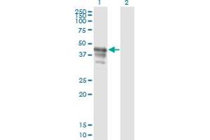 Western Blot analysis of PAIP1 expression in transfected 293T cell line by PAIP1 monoclonal antibody (M04A), clone 2D11. (PAIP1 anticorps  (AA 76-185))