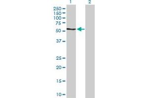 Western Blot analysis of RPS6KB2 expression in transfected 293T cell line by RPS6KB2 MaxPab polyclonal antibody. (RPS6KB2 anticorps  (AA 1-482))