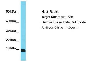 Host: Rabbit Target Name: MRPS36 Sample Tissue: Human Hela Whole Cell Antibody Dilution: 1ug/ml (MRPS36 anticorps  (N-Term))