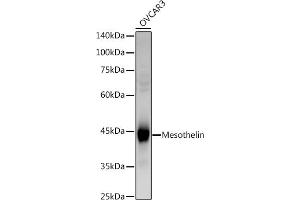 Western blot analysis of extracts of OVC cells, using (ABIN6128283, ABIN6144072, ABIN6144074 and ABIN6221775) at 1:1000 dilution. (Mesothelin anticorps  (AA 37-296))