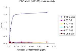 Image no. 2 for anti-FGF acidic antibody (ABIN1574161) (FGF acidic anticorps)