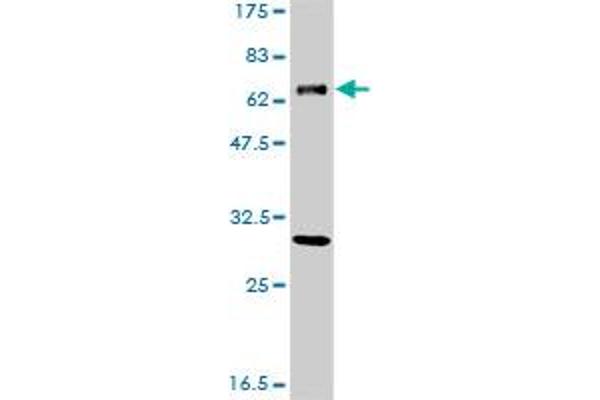 ERCC2 anticorps  (AA 1-405)