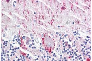 Anti-NEFH antibody IHC staining of human brain, cerebellum. (NEFH anticorps)