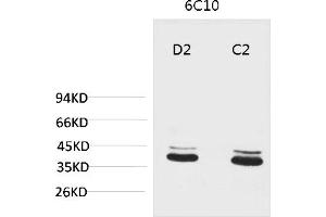 Western blot analysis of 1) Mouse Brain Tissue, 2) Rat Brain Tissue with P44/42 MAPK (ERK1/2) Mouse mAb diluted at 1:2000. (ERK1/2 anticorps)