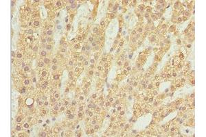 Immunohistochemistry of paraffin-embedded human adrenal gland tissue using ABIN7175974 at dilution of 1:100 (ZBTB2 anticorps  (AA 100-400))