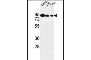 NOL9 Antibody (C-term) (ABIN1881582 and ABIN2843122) western blot analysis in Jurkat,293,Hela cell line lysates (35 μg/lane). (NOL9 anticorps  (C-Term))