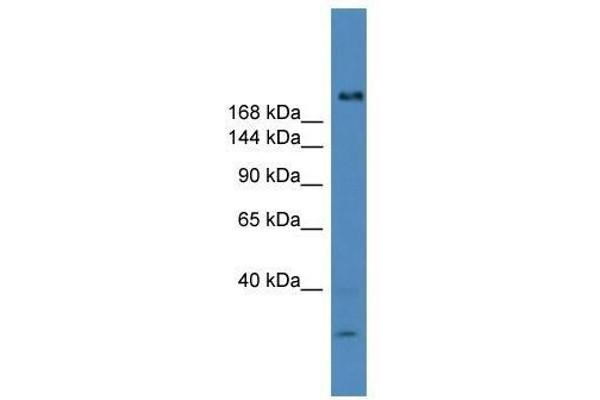 USP9Y anticorps  (C-Term)