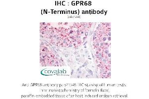 Image no. 1 for anti-G Protein-Coupled Receptor 68 (GPR68) (N-Term) antibody (ABIN1735157) (GPR68 anticorps  (N-Term))