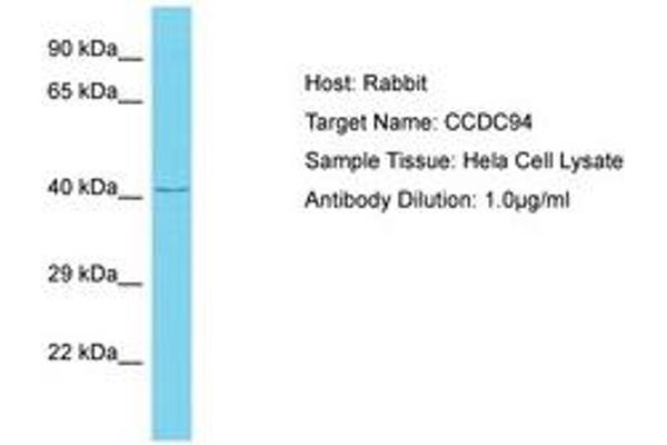 CCDC94 anticorps  (AA 239-288)