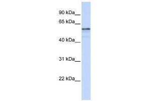 TMEM195 antibody used at 1 ug/ml to detect target protein. (TMEM195 anticorps  (N-Term))