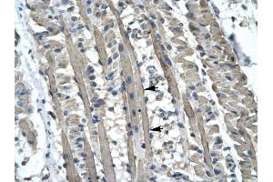 KIF5B antibody was used for immunohistochemistry at a concentration of 4-8 ug/ml to stain Skeletal muscle cells (lndicated with Arrows) in Human Muscle. (KIF5B anticorps  (C-Term))