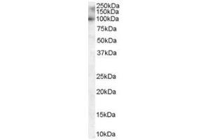 Image no. 1 for anti-Myosin VIIA and Rab Interacting Protein (MYRIP) (C-Term) antibody (ABIN374340) (MYRIP anticorps  (C-Term))