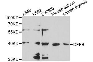 Western blot analysis of extracts of various cells, using DFFB antibody. (DFFB anticorps)