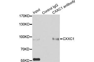 Immunoprecipitation analysis of 200ug extracts of HepG2 cells using 3ug CXXC1 antibody (ABIN6291907). (CXXC1 anticorps)