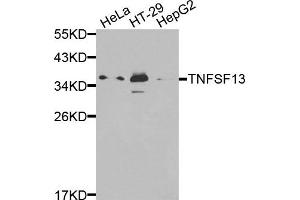 Western blot analysis of extracts of various cells, using TNFSF13 antibody. (TNFSF13 anticorps)