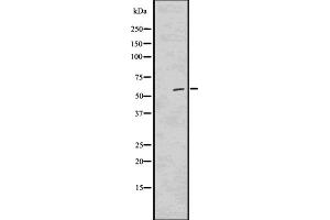 Western blot analysis of PHF1 using 293 whole cell lysates (PHF1 anticorps  (Internal Region))